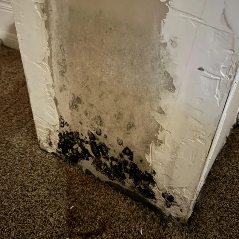 Professional Mold Removal in Jackson County, OR